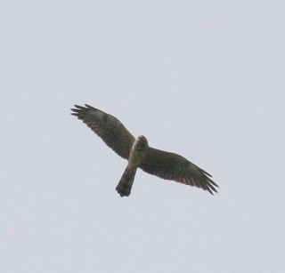 rapace da determinare